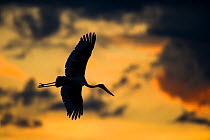 Saddlebill stork (Ephippiorhynchus senegalensis) in flight, silhouetted at sunrise, Okavango Delta, Botswana, November.