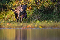 Spotted hyena (Crocuta crocuta) by a small lagoon with a piece of Buffalo skin in mouth, Okavango, Botswana, November.