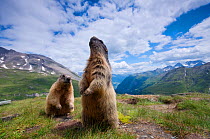 Alpine marmot (Marmota marmota) standing up, Hohe Tauern National Park, Austria, July