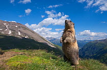 RF- Alpine marmot (Marmota marmota) standing up, Hohe Tauern National Park, Austria. July.