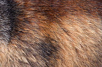 Close-up of Alpine marmot (Marmota marmota) fur, Hohe Tauern National Park, Austria, July