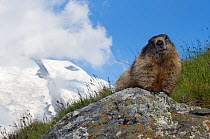 Alpine marmot (Marmota marmota) on rock, with Mount Grossglockner (3798m) in background, Hohe Tauern National Park, Austria, July