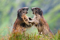 Alpine marmots (Marmota marmota) fighting, Hohe Tauern National Park, Austria, July