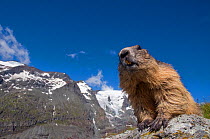 RF- Alpine marmot (Marmota marmota), with Mount Grossglockner (3798m) in background, Hohe Tauern National Park, Austria. July. (This image may be licensed either as rights managed or royalty free.)
