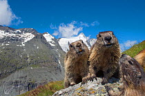 Alpine marmot (Marmota marmota), with Mount Grossglockner (3798m) in background, Hohe Tauern National Park, Austria, July