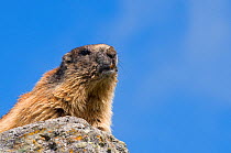 Alpine marmot (Marmota marmota), Hohe Tauern National Park, Austria, July