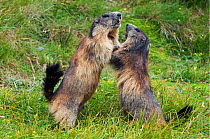 Alpine marmot (Marmota marmota) fighting, Hohe Tauern National Park, Austria, July