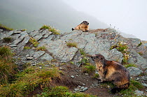 Alpine marmots (Marmota marmota) in landscape, Hohe Tauern National Park, Austria, July