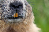 Close-up of Alpine marmot (Marmota marmota) nose and mouth showing teeth, Hohe Tauern National Park, Austria, July