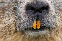 Close-up of Alpine marmot (Marmota marmota) nose and mouth showing teeth, Hohe Tauern National Park, Austria, July