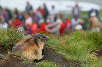 Alpine marmot (Marmota marmota) at entrance to burrow with people in background, Hohe Tauern National Park, Austria, July