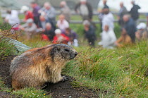 Alpine marmot (Marmota marmota) at entrance to burrow with people in the background, Hohe Tauern National Park, Austria, July