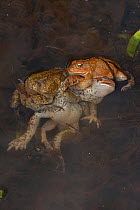 American toad (Bufo americanus) several males attempting to mate with one female, New York, USA