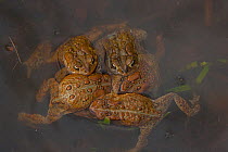 American toad (Bufo americanus) several males attempting to mate with one female, New York, USA