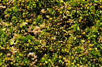 Spreading Earth-moss (Aphanorrhegma patens) and Yellow-green alga (Botrydium granulatum) on margin of glacial kettle-hole pond, Herefordshire, England, UK, October