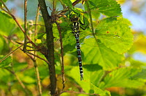 Female Southern hawker dragonfly (Aeshna cyanea)  with blue abdominal spots, resting on Bramble (Rubus frcticosus), Worcestershire, England, UK, July