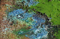 Blue-green alga (Oscillatoria) on the margins of a kettle hole pond, Herefordshire, England, UK, June