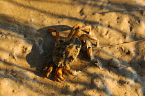 Common shore crab (Carcinus maenas), Essex, England, UK, September