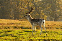 Male Fallow deer (Dama dama)  trotting, with mature Oak (Quercus robur) woodland in the background, captive, Attingham Park, Shropshire, England, UK, November
