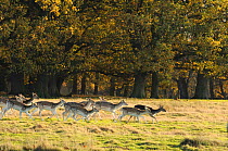 Herd of Fallow deer (Dama dama) fawns trotting with a backdrop of English oaks (Quercus robur), Attingham Park, Shropshire, England, UK, November