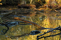 Reflections of Grey willow (Salix cinerea) and Alder (Alnus glutinosa) trees, with exposed dead wood in a glacial kettle hole pond, Herefordshire, England, UK, Europe, November