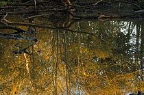 Reflections of Grey willow (Salix cinerea) and Alder (Alnus glutinosa) trees, with exposed dead wood in a glacial kettle hole pond, Herefordshire, England, UK, Europe, November