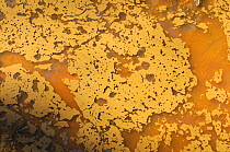 Natural oil film on muddy pond, Windsor Great Park, Berkshire, England, UK, March