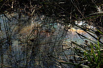 Natural oil film on surface of woodland pond, caused by the anoxic decay of organic matter, Essex, England, UK, March
