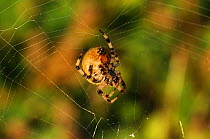 Garden spider (Araneus diadematus) repairing web, Essex, England, UK, October