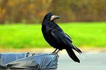 Rook (Corvus frugilegus) on waste bin, Malmesbury Motorway Service Station, Wiltshire, England, UK, December