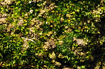 Spreading Earth-moss (Aphanorrhegma patens) and Yellow-green alga (Botrydium granulatum) on margin of glacial kettle-hole pond, Herefordshire, England, UK, October