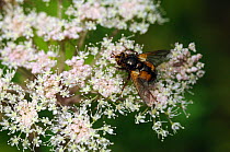 Common rufous parasite fly (Tachina fera) on Wild angelica (Angelica sylvestris) flower, Mortimer Forest, Herefordshire, England, UK, August
