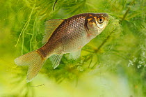 Wild reverted form of Domestic goldfish (Carassius auratus) captive, Herefordshire, England, UK, April