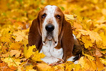 Male Basset Hound in autumn leaves.