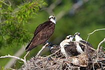 Osprey (Pandion haliaetus) with chicks at nest in Bald Cypress Trees. Blue Cypress Lake, Vero Beach, Florida, USA.