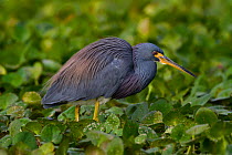 Tricolored Heron (Egretta tricolor) wading through floating bed of plants in freshwater marsh. Lakeland, Florida, USA, November.
