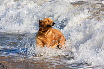 Golden Retriever playing in breaking waves.
