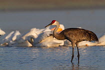 Florida Sandhill Crane (Grus canadensis pratensis) in shallow water with White Pelicans (Pelecanus erythrorynchos) in the background. Sarasota County, Florida, USA, April.