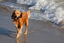 Golden Retriever playing on beach.
