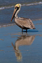 Eastern Brown Pelican (Pelecanus occidentalis) in breeding plumage (yellow head, red around eye, white neck) standing at edge of surf. Pinellas County, Florida, USA, November.