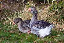 Gray Toulouse domestic Geese (Anser anser), an old domestic breed feom France, whose wild progenitor was the Western Graylag Goose. Calamus, Iowa, USA, October.