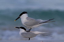 Male Sandwich Tern (Thalasseus sandvicensis) on back of female prior to copulation. Gulf of Mexico beach, St. Petersburg, Florida, USA, April.