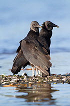 Black Vultures (Coragyps atratus) by freshwater lake. Sarasota County, Florida, USA, April.