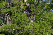 Osprey (Pandion haliaetus) in flight past forest of Bald cypress Trees. Blue Cypress Lake, Vero Beach, Florida, USA, April.
