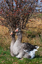 Gray Toulouse domestic Geese (Anser anser), an old domestic breed deveoped in France, whose wild progenitor was the Western Greylag Goose. Calamus, Iowa, USA, October.