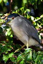 Black-Crowned Night Heron (Nycticorax nycticorax) perched in tree. Pinellas County, Florida, USA, November.