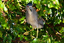 Black-Crowned Night Heron (Nycticorax nycticorax) perched in tree. Pinellas County, Florida, USA, November.