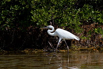 Great White Heron (Ardea herodias occidentalis) in saltwater shallows, by Red Mangrove (Rhizophora mangle) prop roots. Florida Keys, Florida, USA, March.