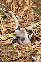 African Geese (Anser anser), in corn stubble; an old domestic breed whose name is misleading because the breed's wild progenitor was the Swan Goose of Southeast Asia. Calamus, Iowa, USA, October.