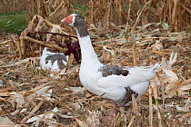Gray Saddleback Pomeranian Goose (Anser anser), a medium-sized domestic goose likely developed from the wild Eastern Graylag Goose of Eurasia. Calamus, Iowa, USA, November.